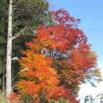 木曽路のもみじ・黄金色に紅葉する唐松